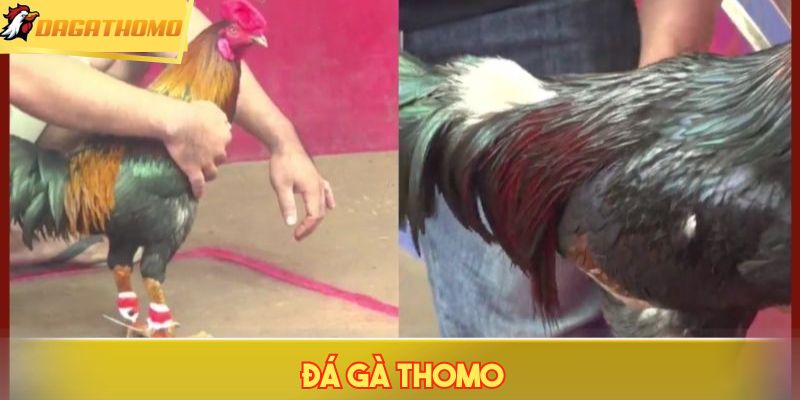 Đá Gà Thomo: Trực Tiếp Đá Gà Campuchia C3 C4 C5 Hôm Nay thumbnail