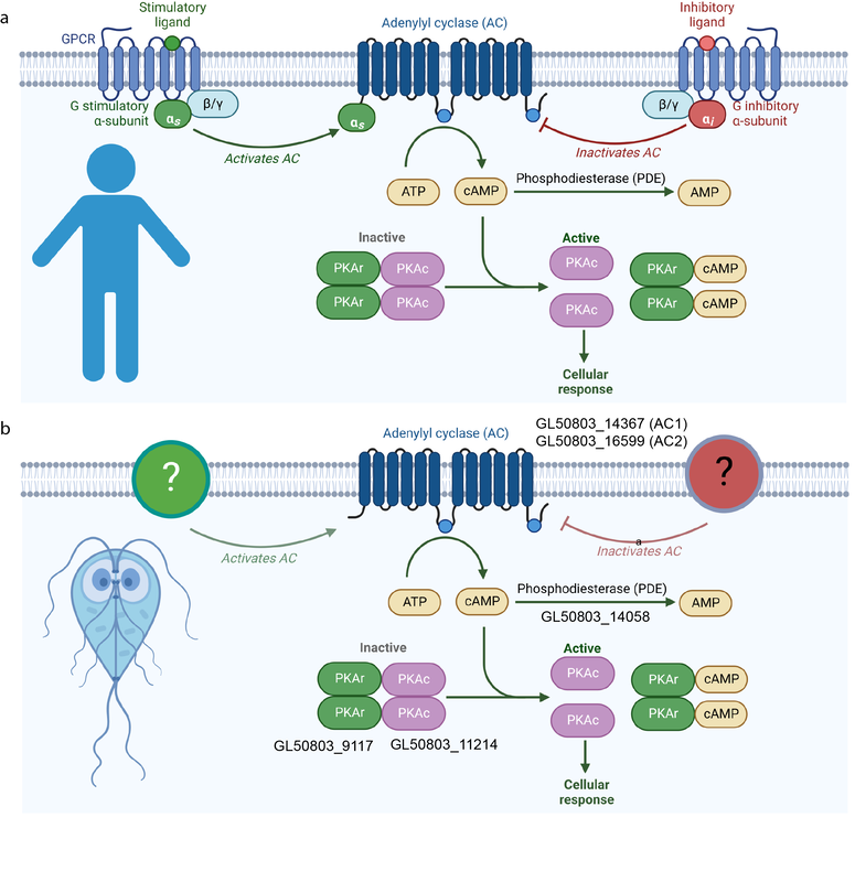 Congratulations to Han-Wei for outstanding work. Our paper on the role of cAMP in initiating Giardia encystation was published today in Nature Communications! thumbnail