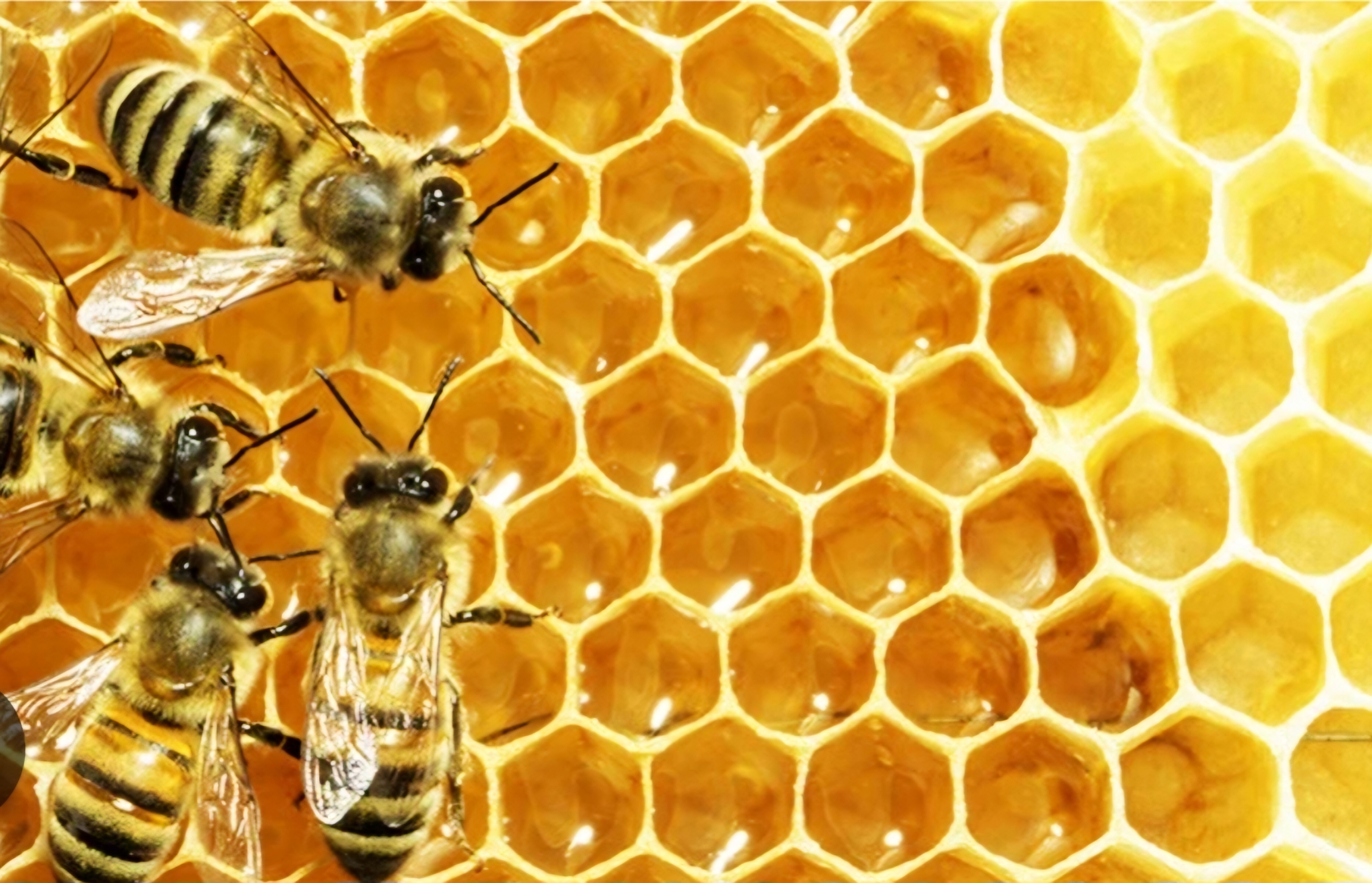 Les abeilles de Clem thumbnail