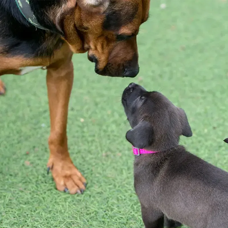 How Dogs Really Choose Their Favorite Human (It’s Not Just About the Treats) thumbnail