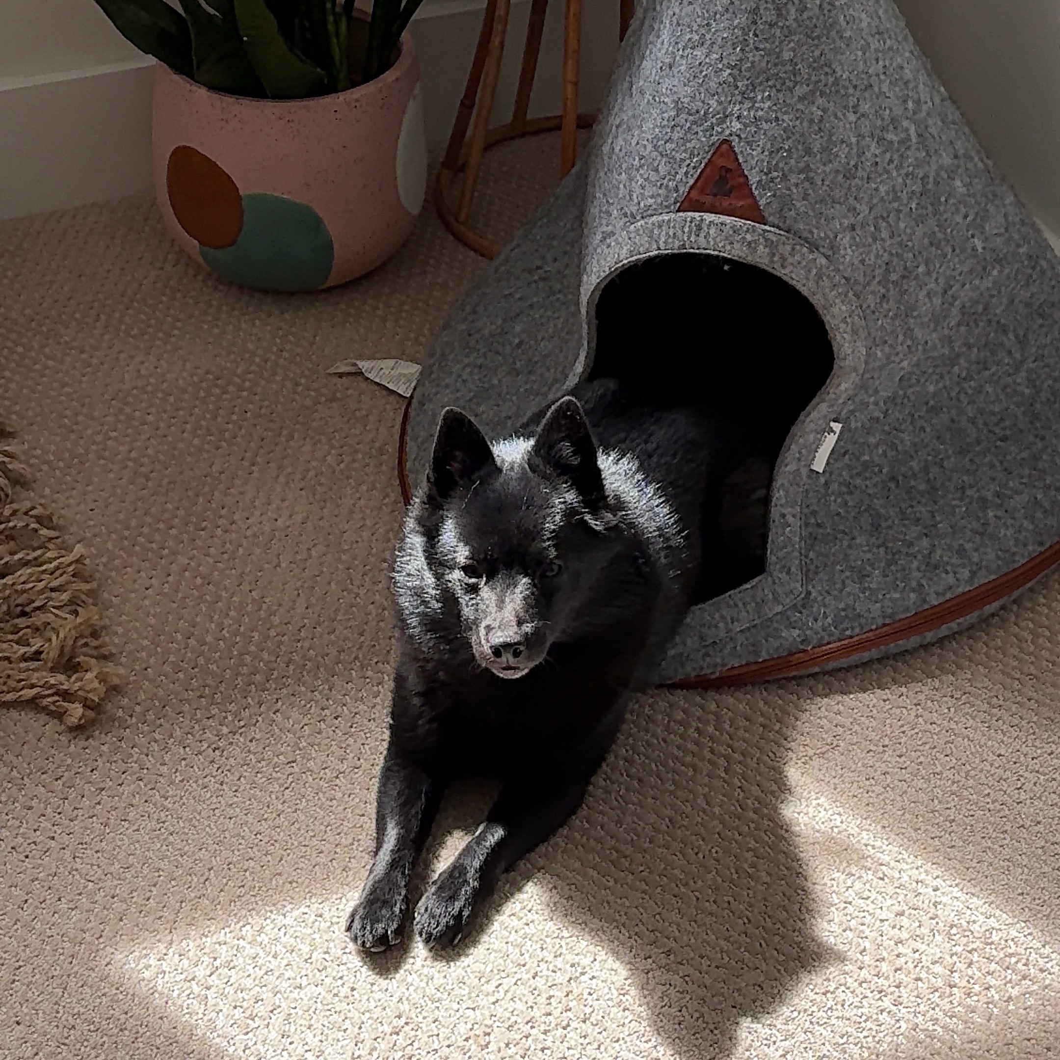 Nooeepet 15% off | Code: MOCHITHESCHIPPERKE thumbnail