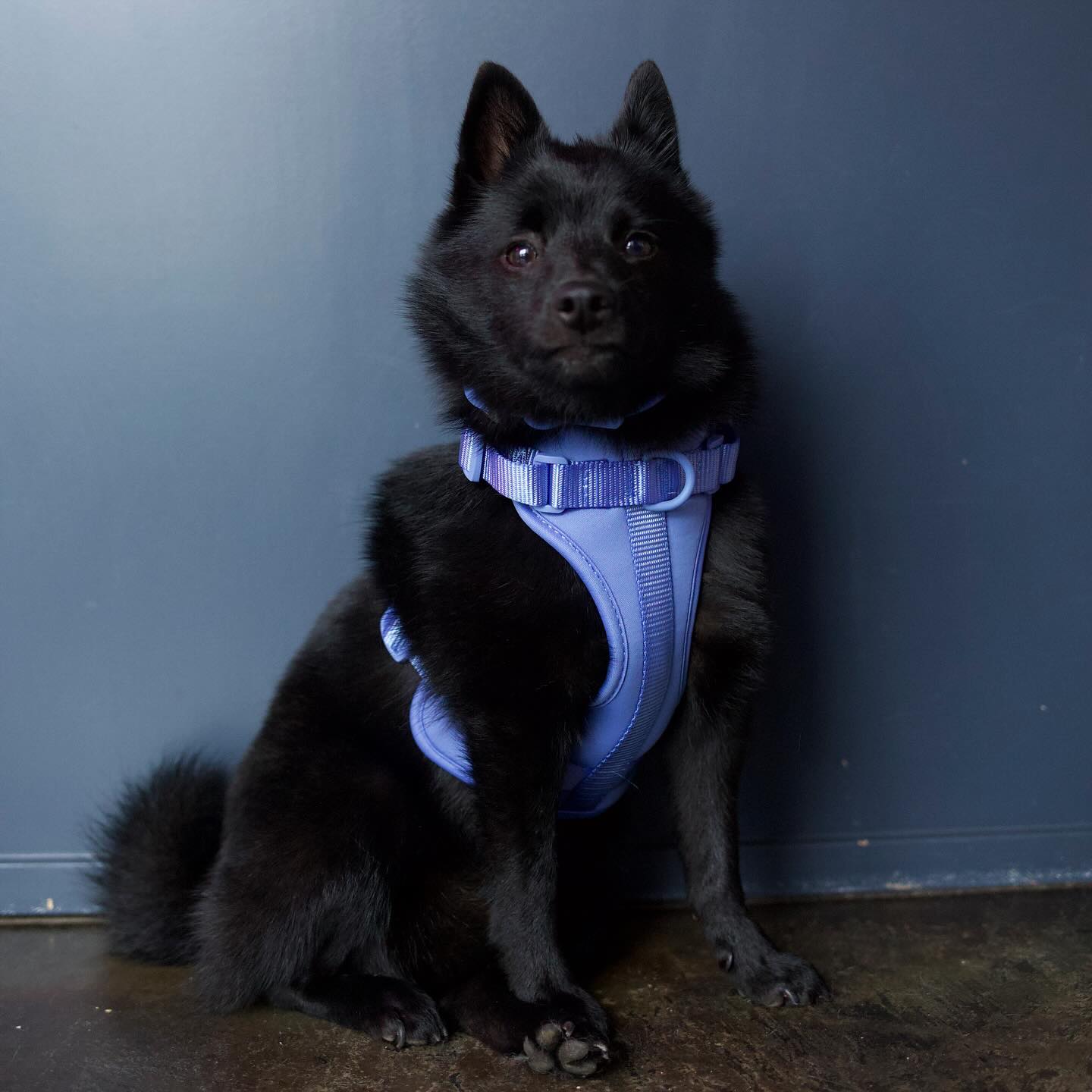 A morning blep to start your Sunday off 🦋

@shopdogged

#schipperke