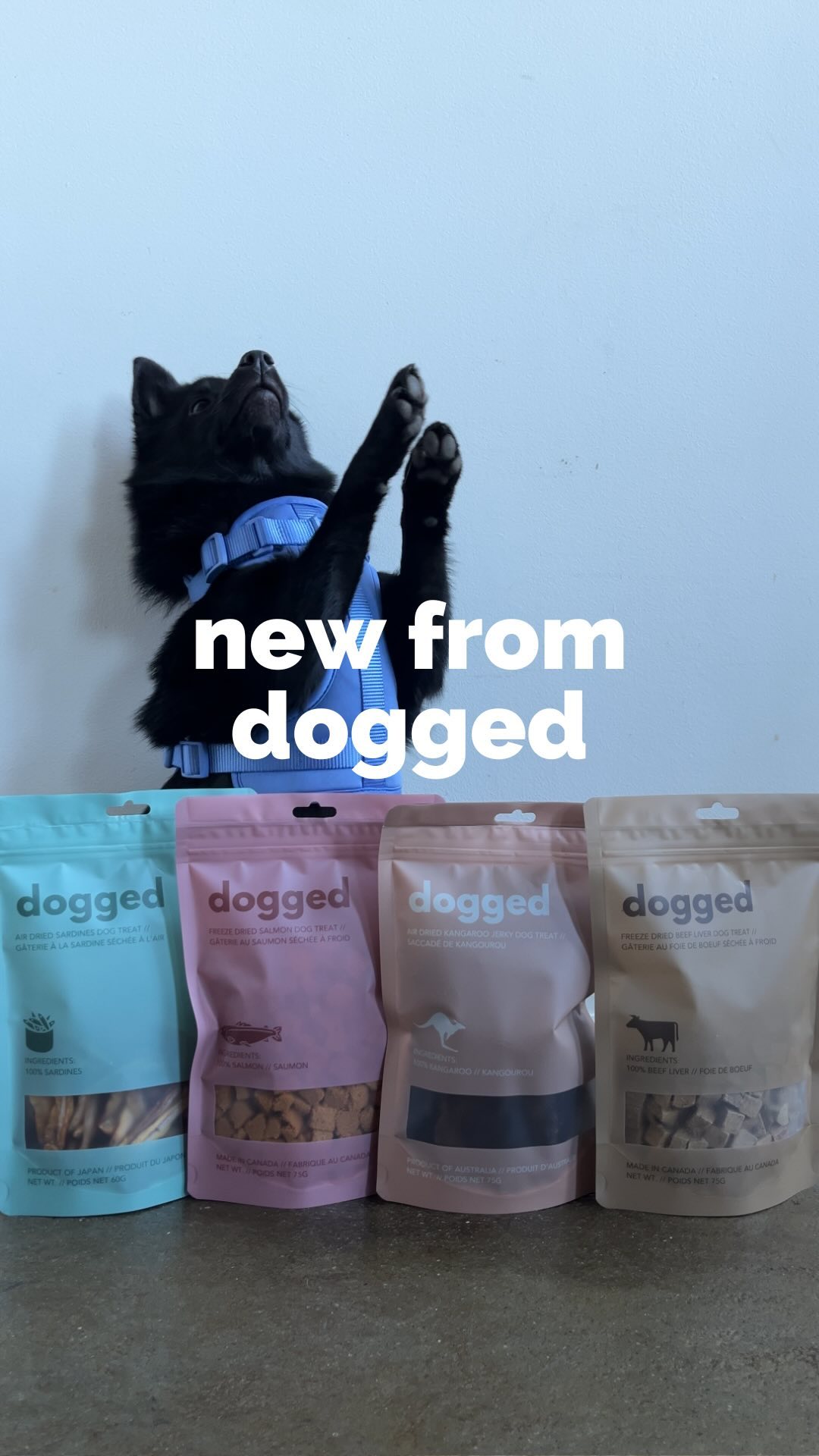 Heckin’ special delivery from @shopdogged 💙

Help Mochi unbox these new treatos. Single droolin’ ingredient, humanely so