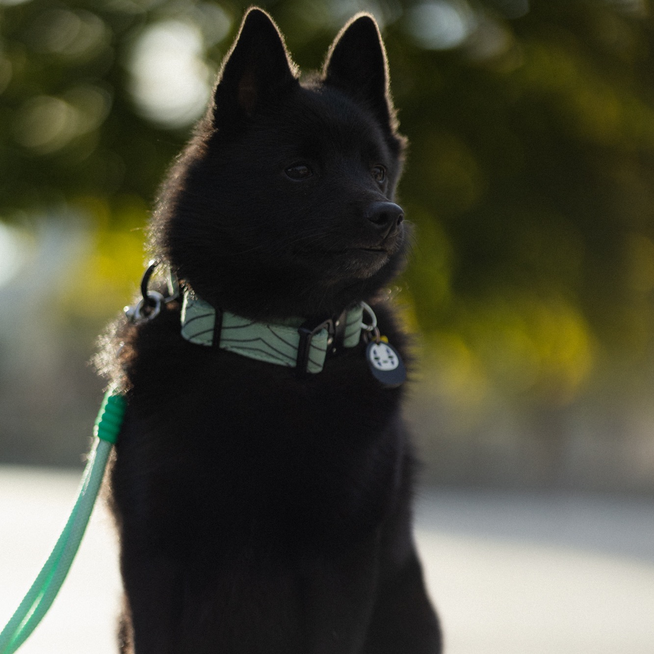 STOKED PUP | 25% off with code MOCHI  thumbnail