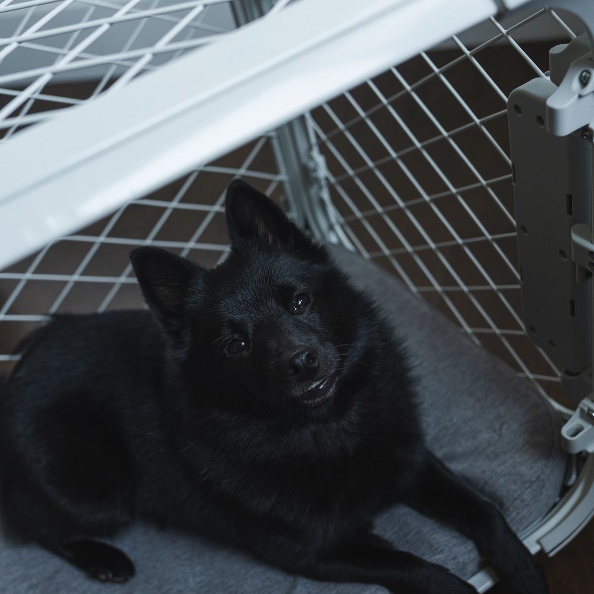 DIGGS Dog crates, Beds and Pet Supplies thumbnail