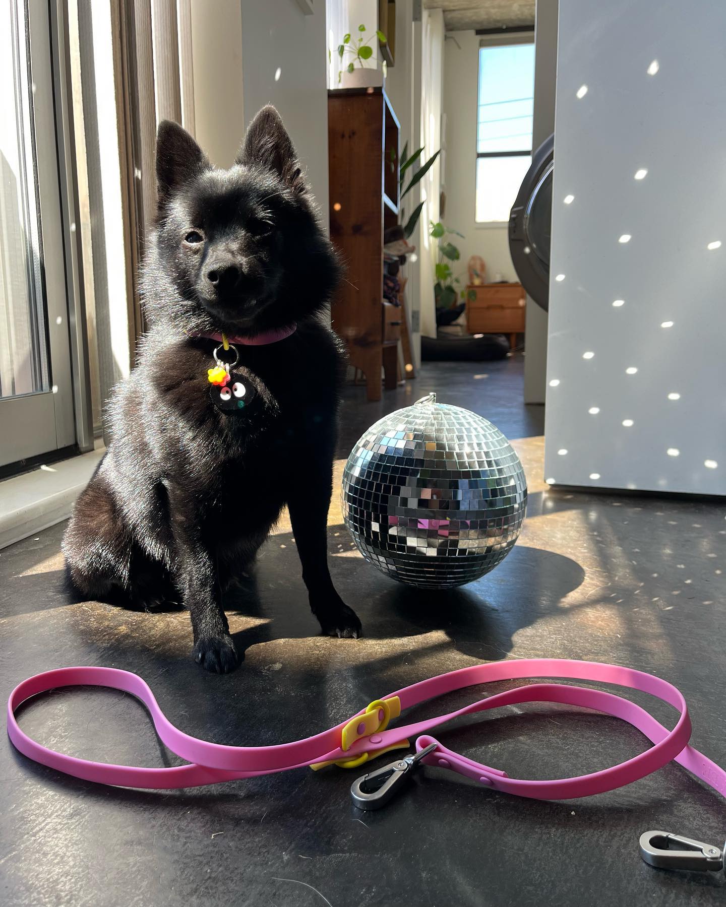 an icon 🪩💖✨

SOOTSPRITE20 @approvedbyfritz.shop 

#schipperke #styleinspo #dogleash