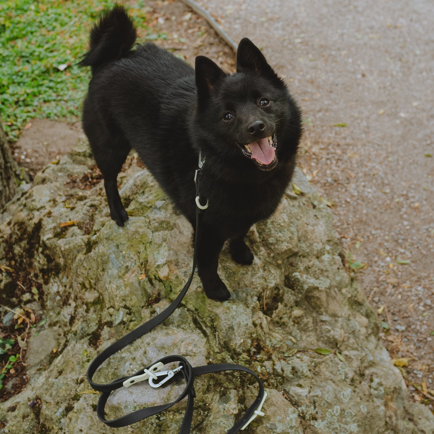 Just a happy Mochi baby! 🖤🖤🦇

#schipperke #littleblackdevil @approvedbyfritz.shop