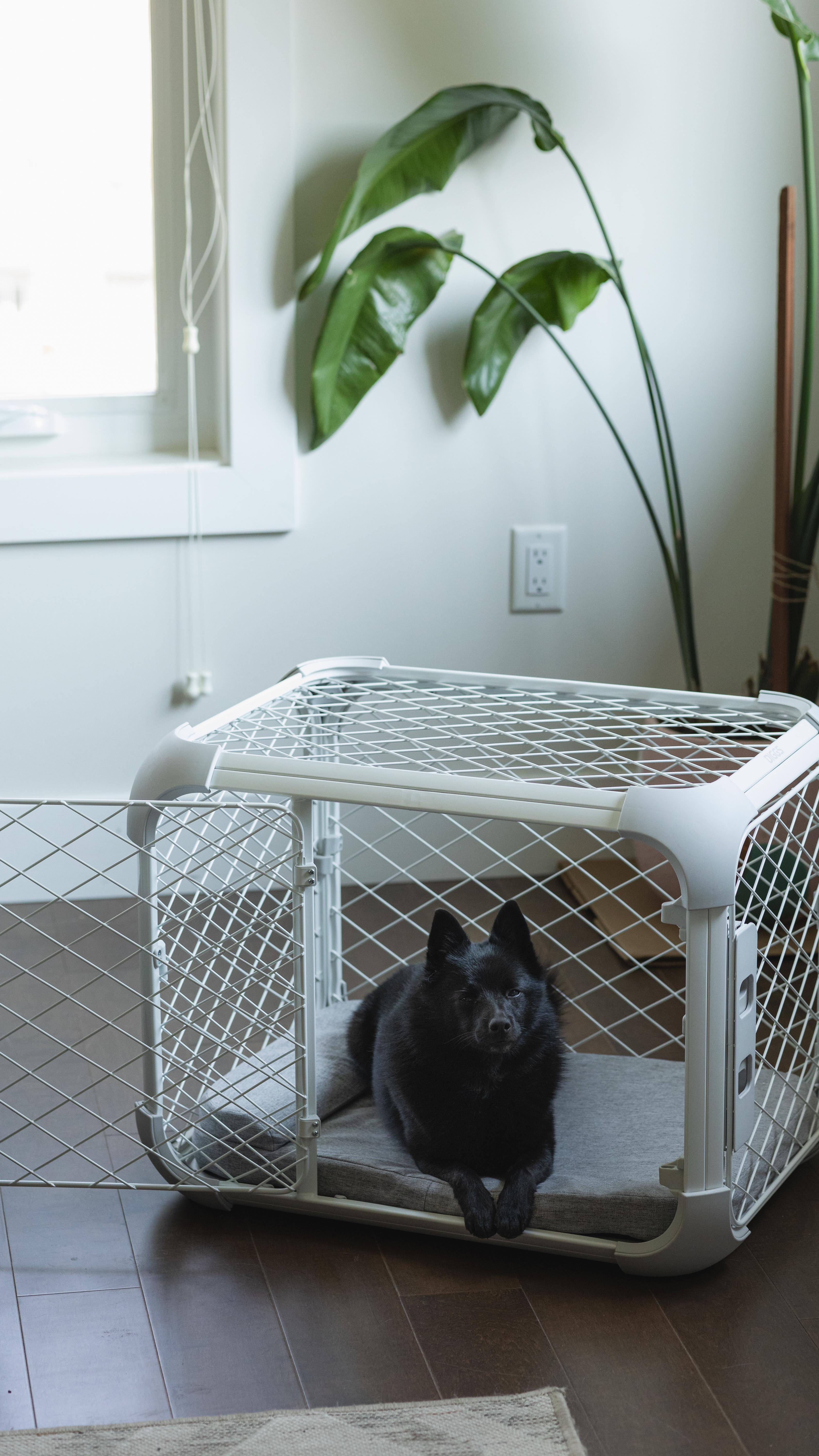 Mochi is thrilled with her new big girl crate! From the start, I knew I wanted to crate train, so we began with a standa