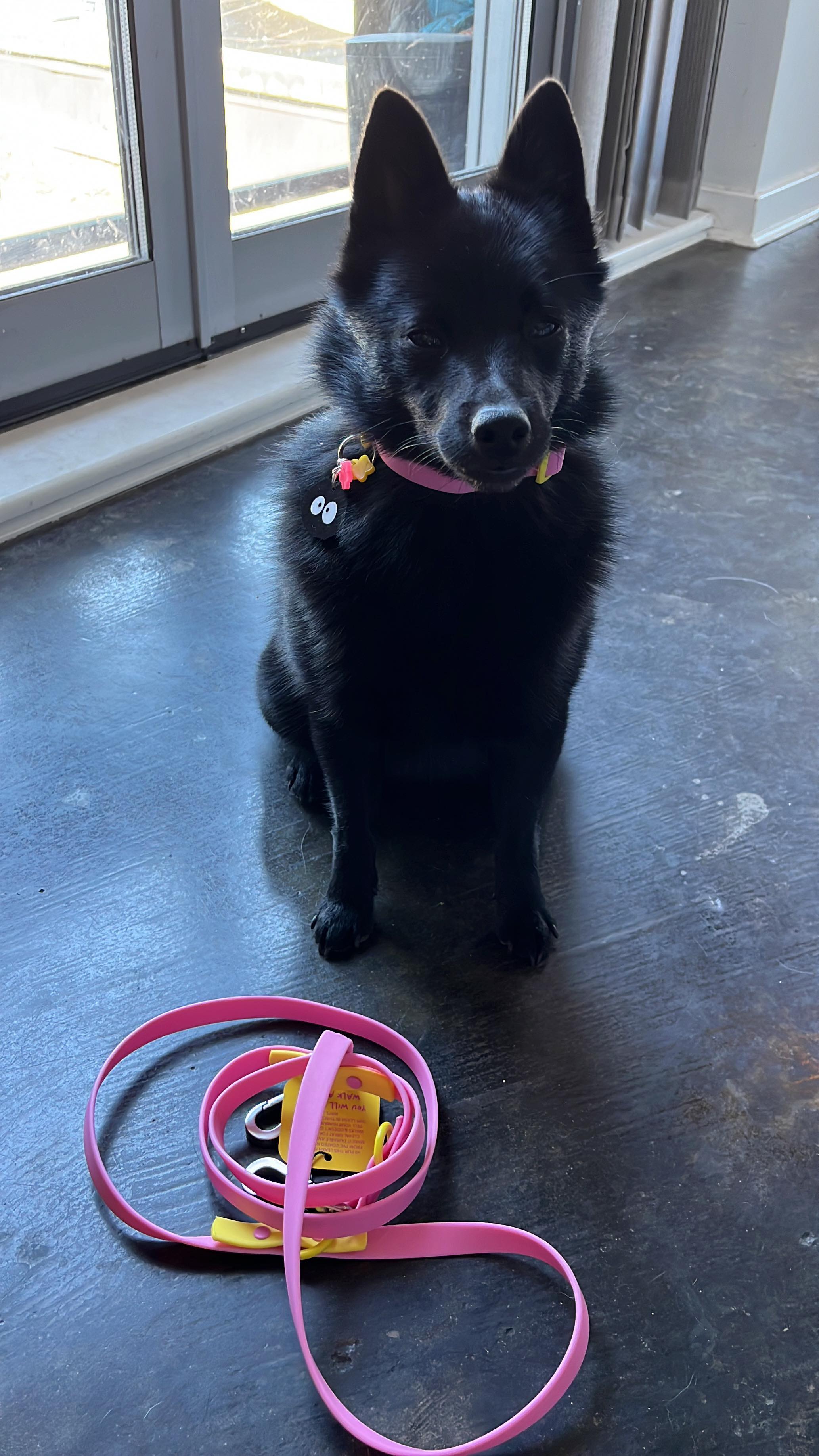 Mornings 

SOOTSPRITE20 @approvedbyfritz.shop 

#schipperke #dogleash #vancouver