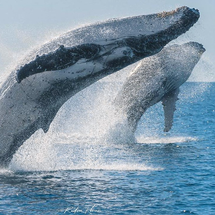 Whale Watching Cruise thumbnail