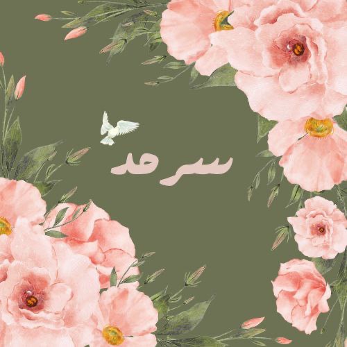 BioSite profile picture for @Sarmad