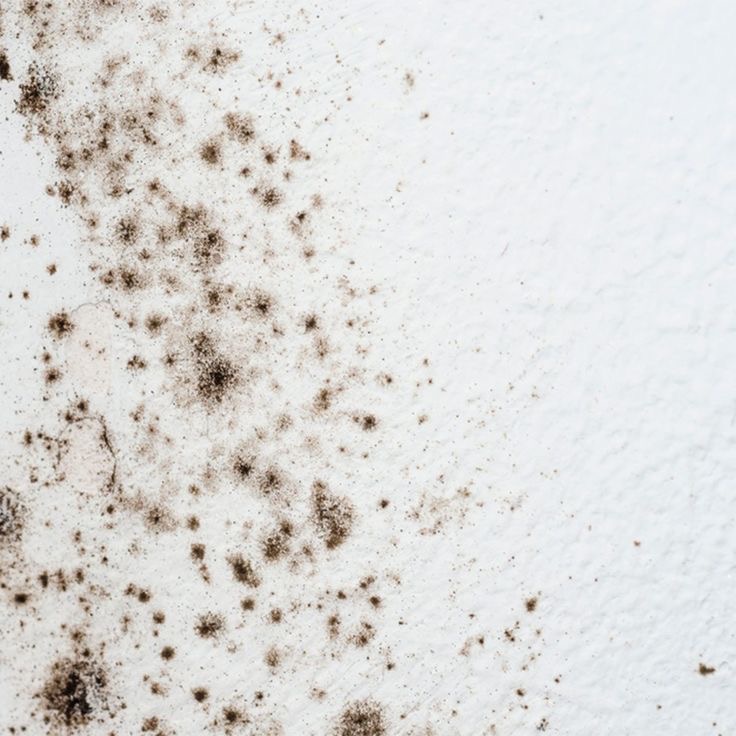 Affordable Mold Testing, Expert Analysis & Consultation - ImmunoLytics thumbnail