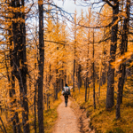 The Best Banff Larch Hikes thumbnail