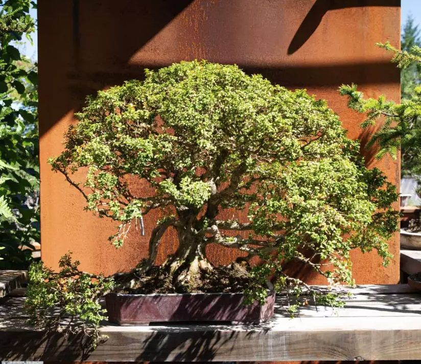 Join Our Growing Bonsai Community thumbnail