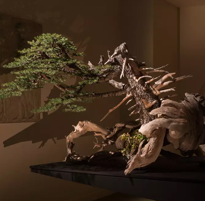 Bonsai Tree Gallery  thumbnail