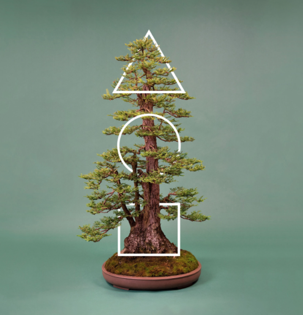 Mirai Live: Learn Bonsai thumbnail