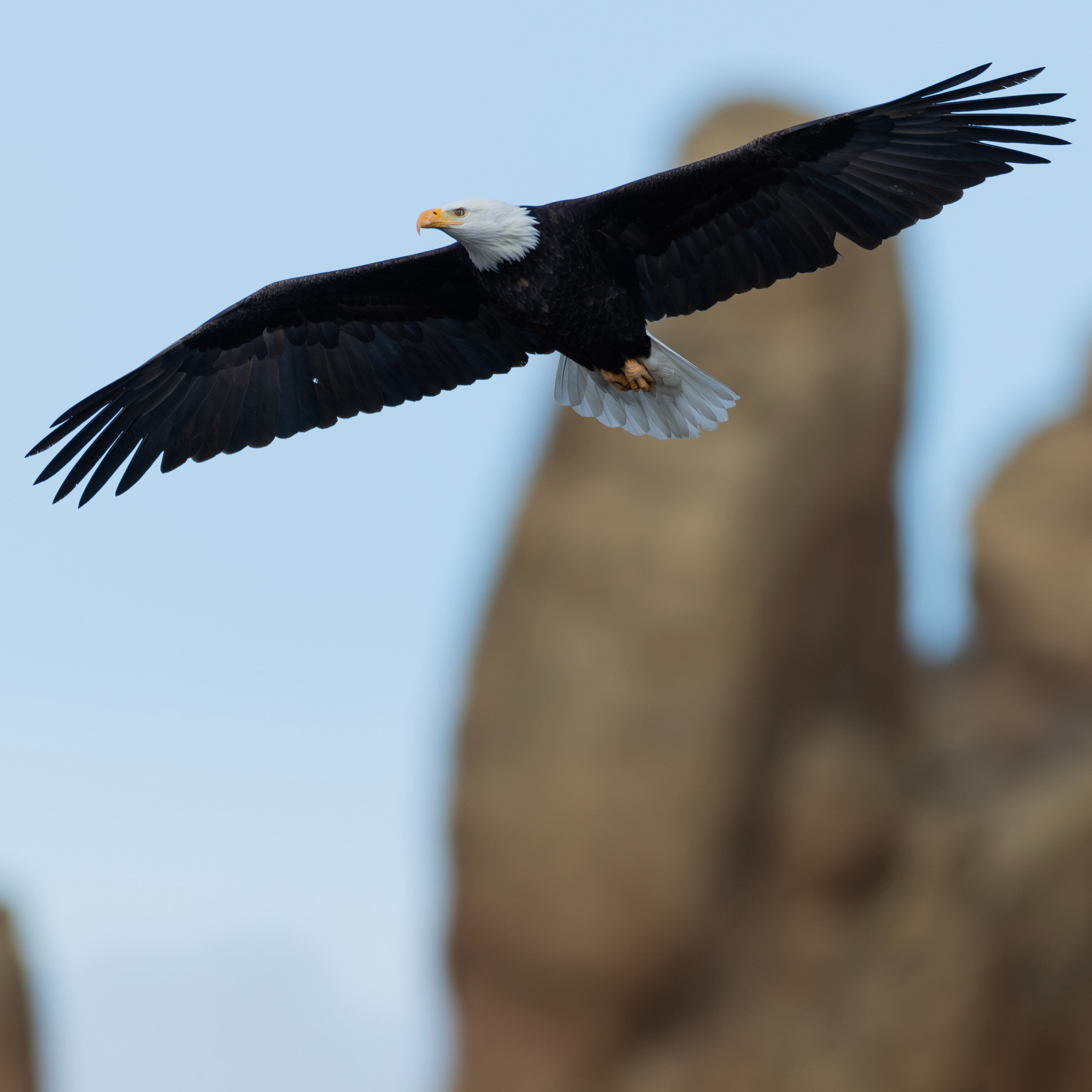 FEATURED ARTICLE: The Smith Rock Bald Eagles Get Their Cred at Long Last thumbnail