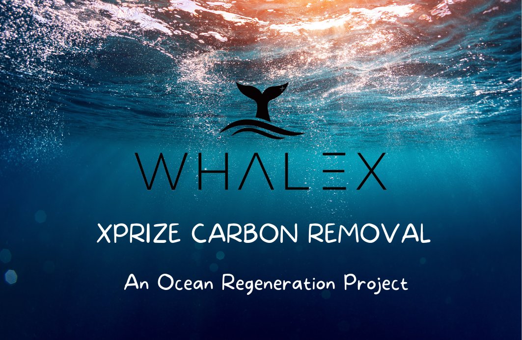 WhaleX foundation thumbnail