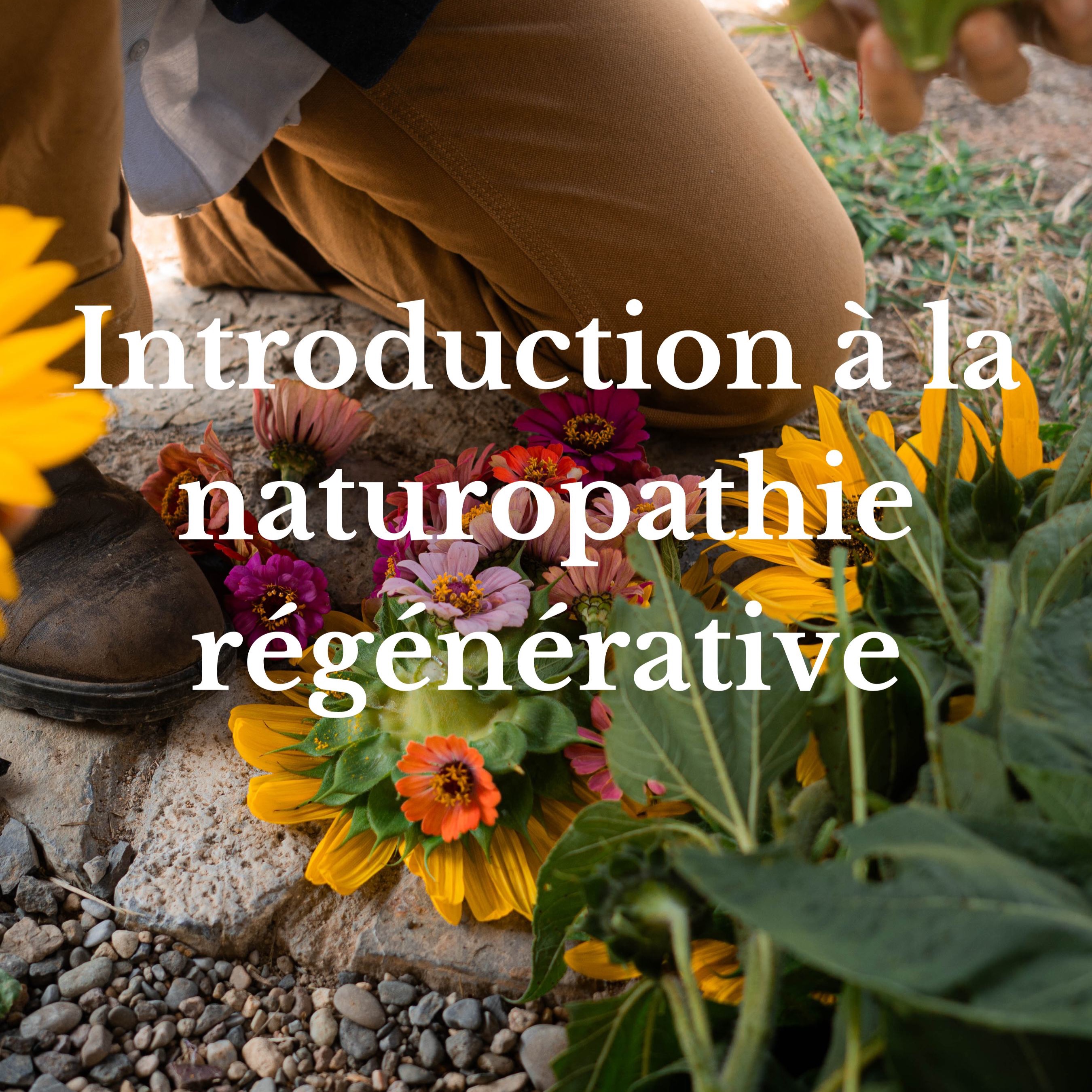 Cours en ligne : INTRODUCTION A LA NATUROPATHIE ET A L'HERBORISTERIE REGENERATIVE thumbnail