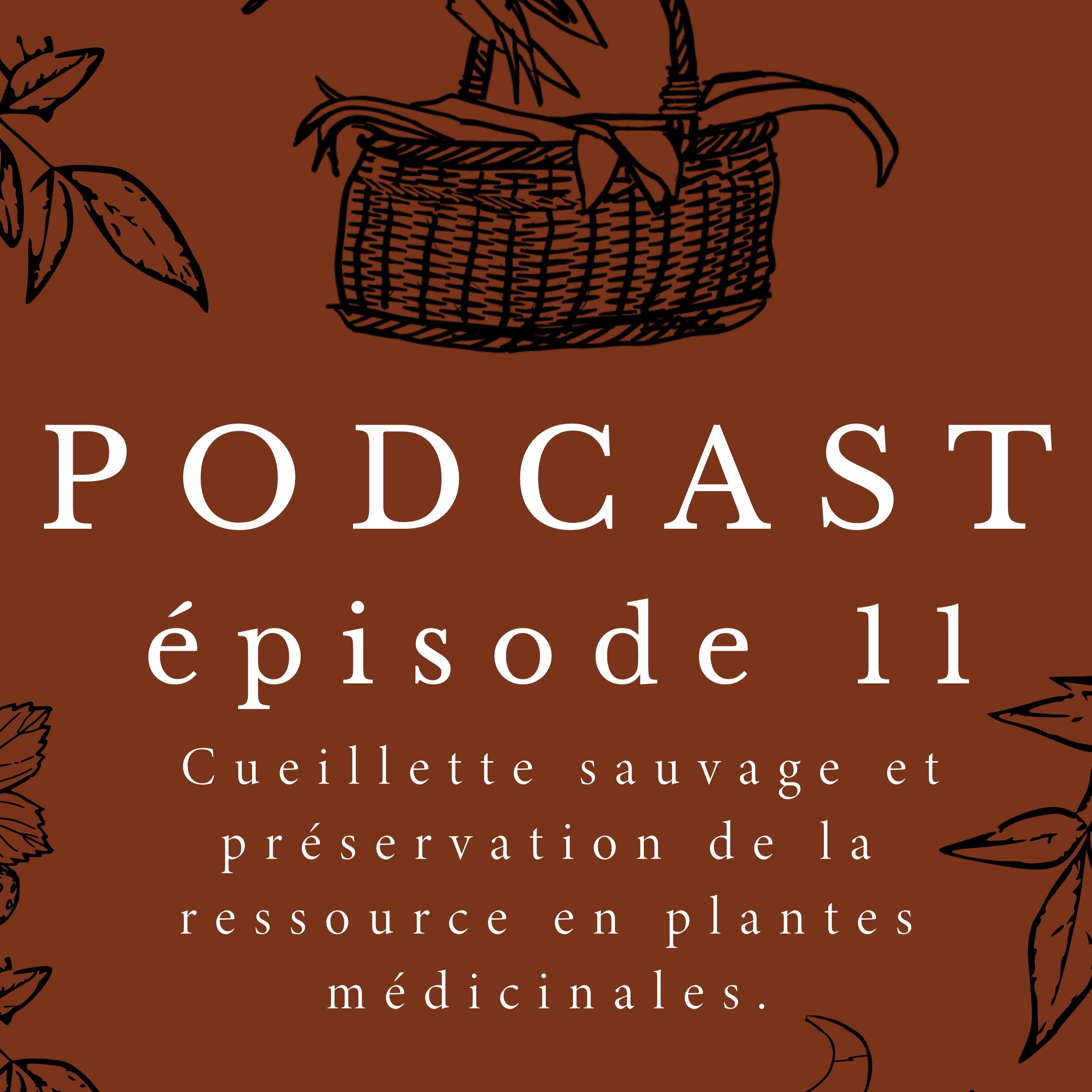 PODCAST : Cueillette sauvage & préservation de la ressource en plantes médicinales thumbnail