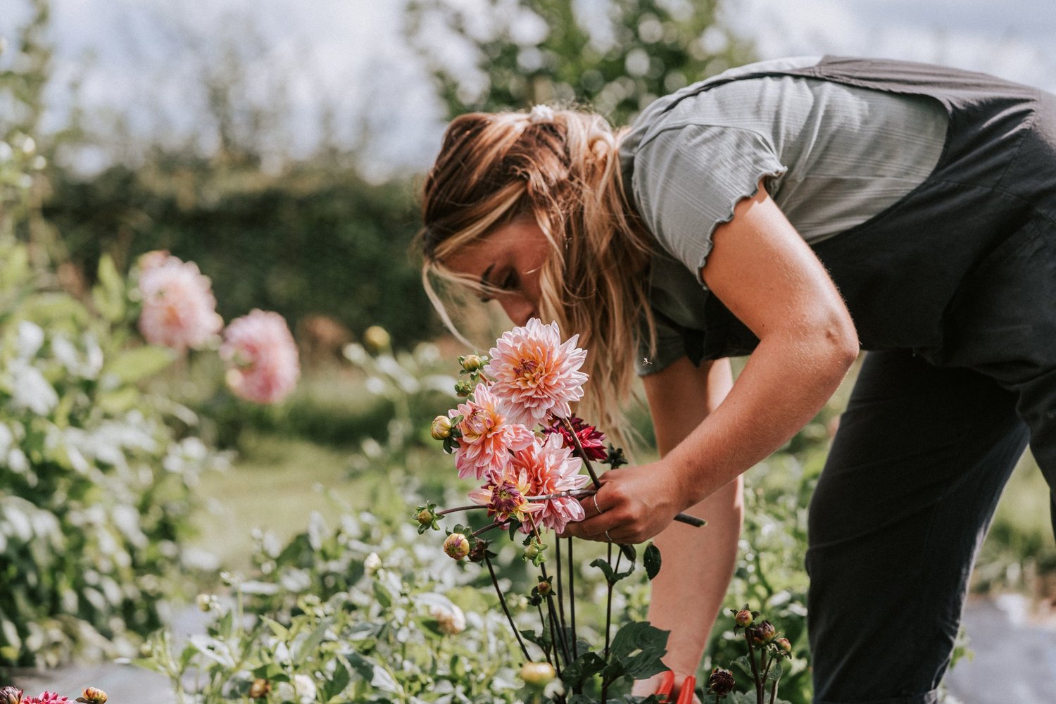 Blog - Learn more about growing flowers  thumbnail