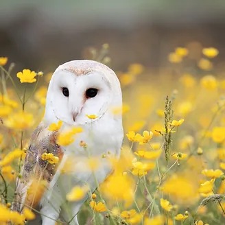 Conservation Careers thumbnail