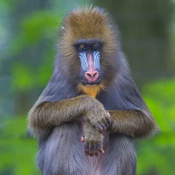 Pan African Sanctuary Alliance thumbnail