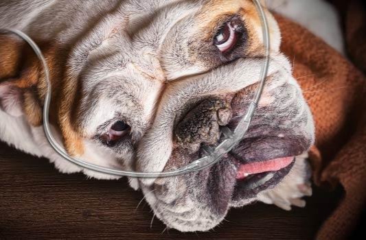 Say 'no' to extreme breeding thumbnail