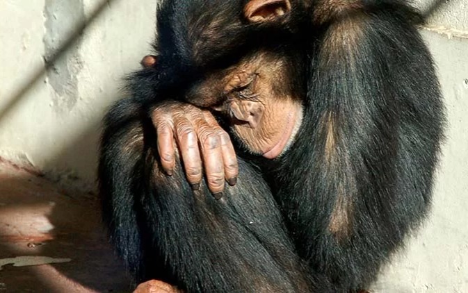 Demand that Facebook and Google remove all reported content featuring pet primates thumbnail