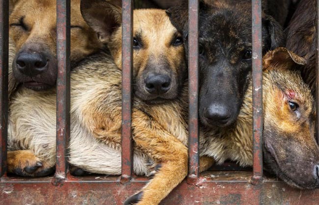 End the Dog and Cat Meat Trade in Southeast Asia thumbnail