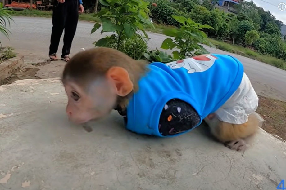 Social Media Animal Cruelty Coalition thumbnail