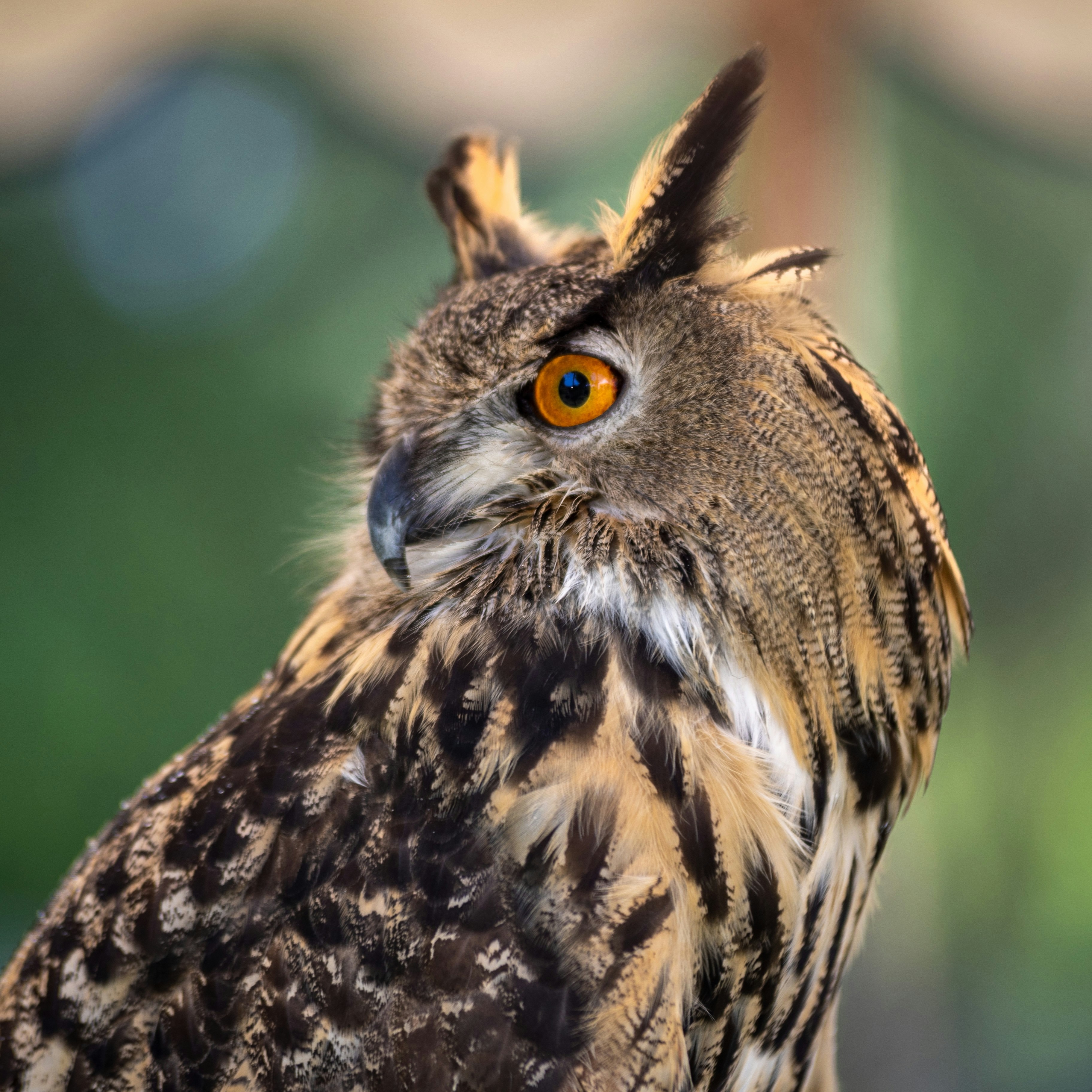 World Association of Zoos and Aquariums thumbnail