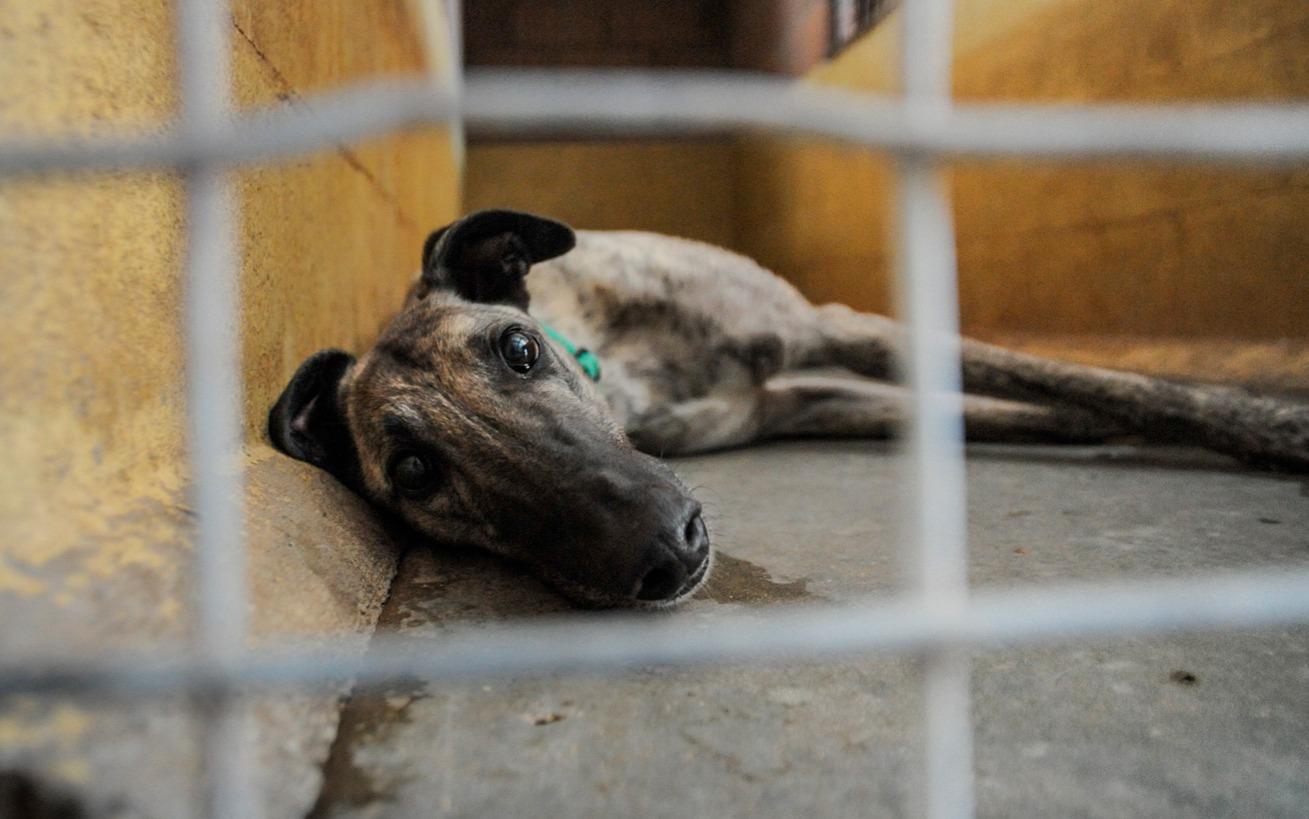 Save the Greyhound thumbnail