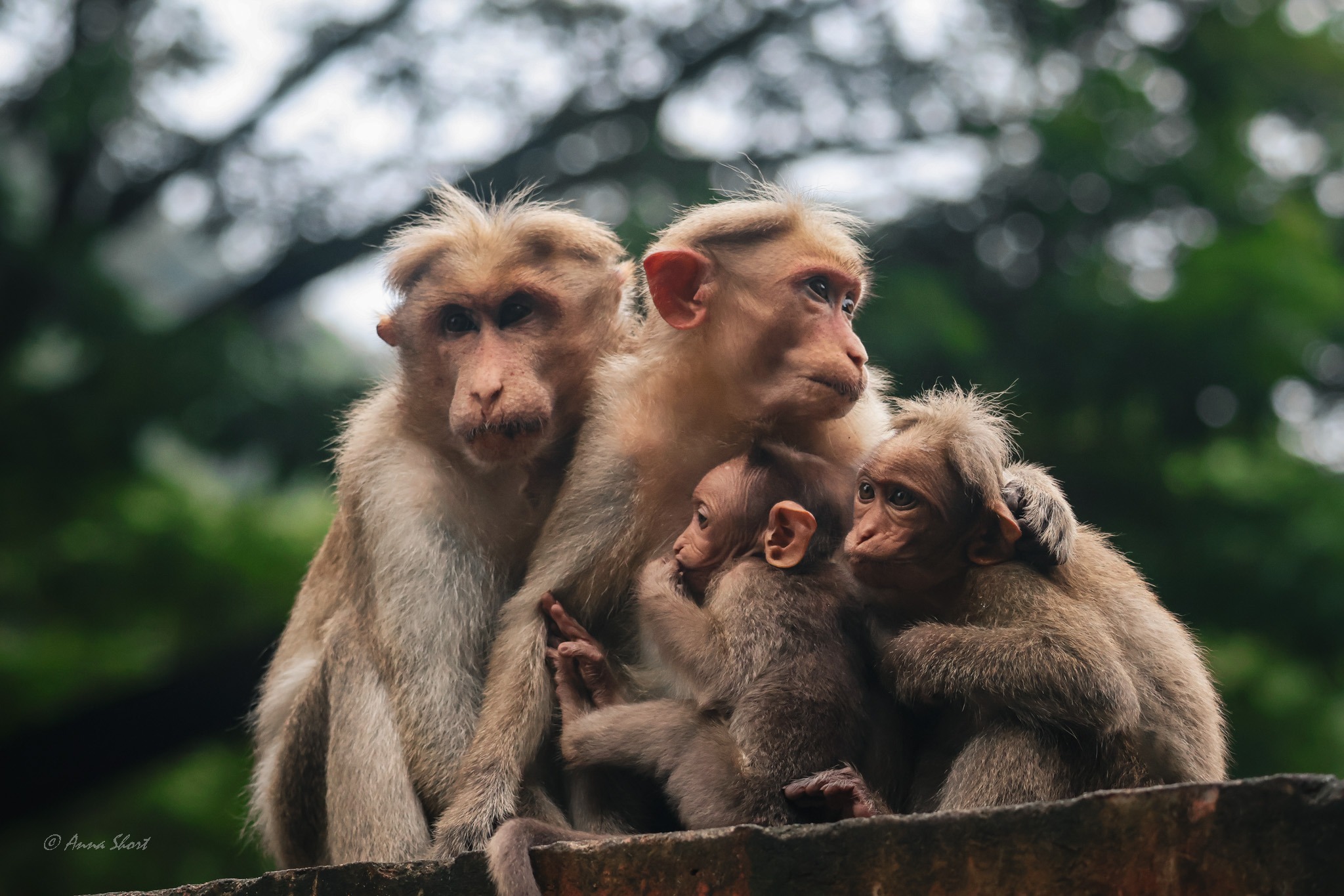 
Action for Primates
 thumbnail