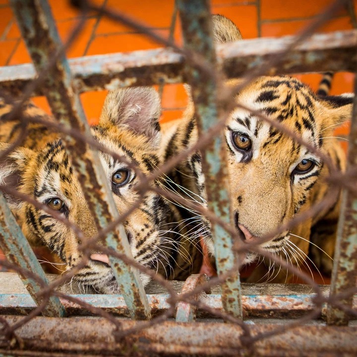 Ban the commercial trade of big cats in South Africa thumbnail