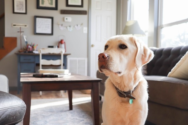 Allow pets in rental properties that are suitable to house them thumbnail