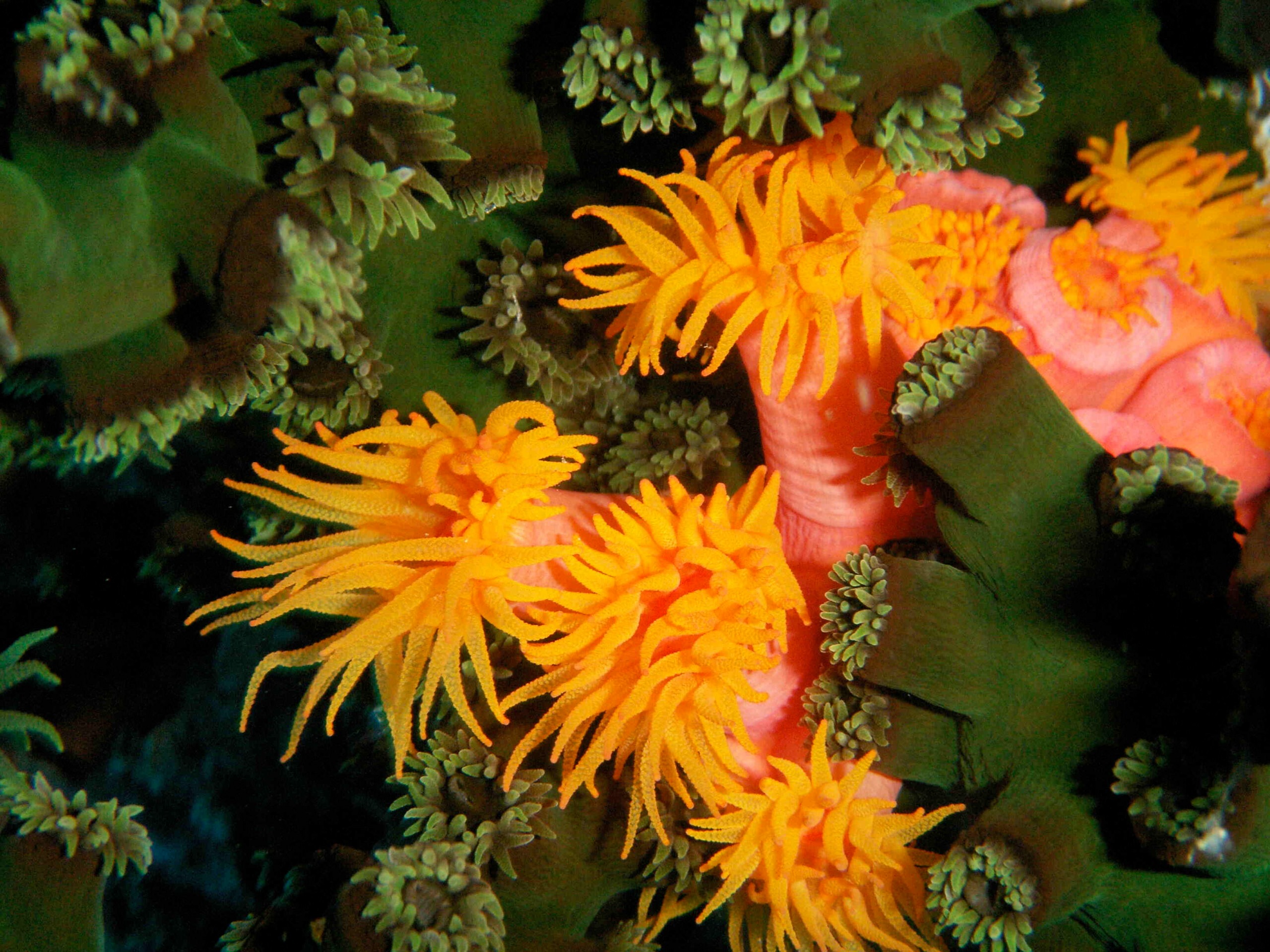 WiseOceans thumbnail