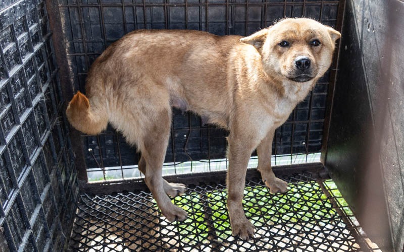 Humane World for Animals thumbnail