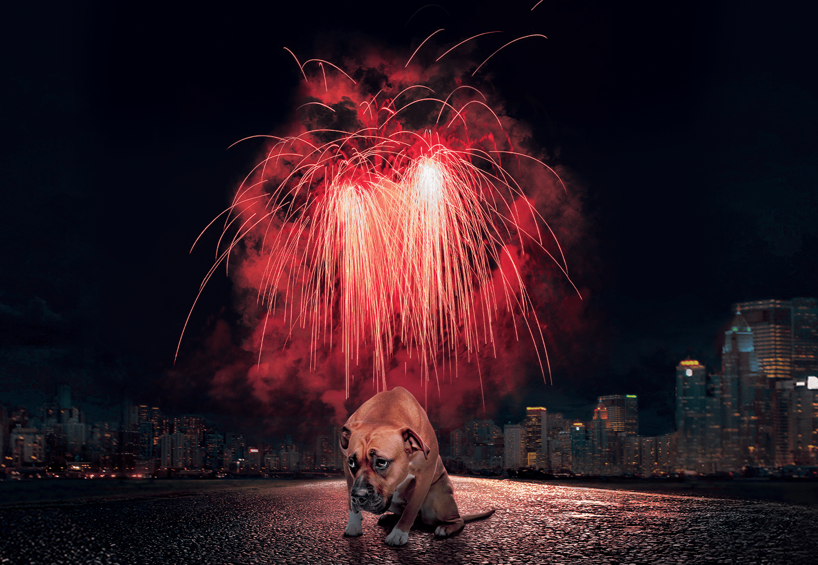 Change firework laws to protect animals thumbnail