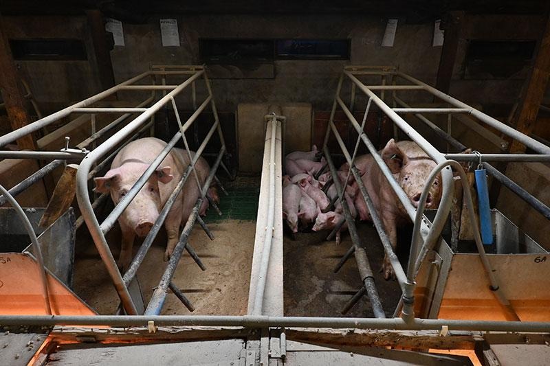 Call for an end to cruel factory farming thumbnail