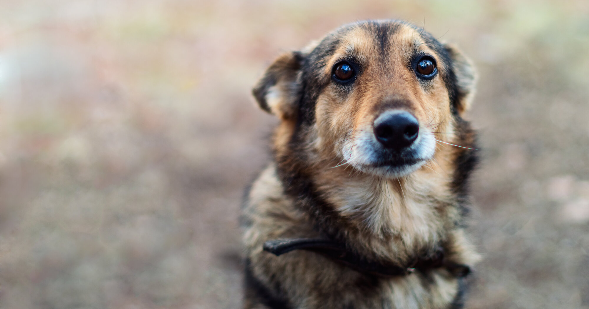 The German Animal Welfare Association thumbnail