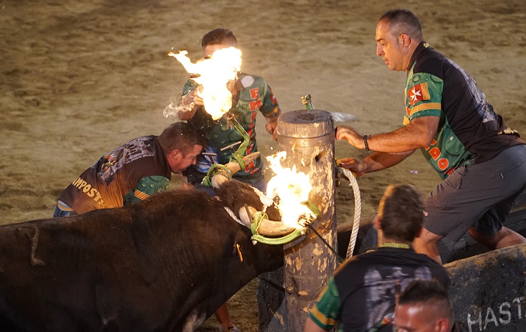 Enough of cruel parties! End bullfighting thumbnail