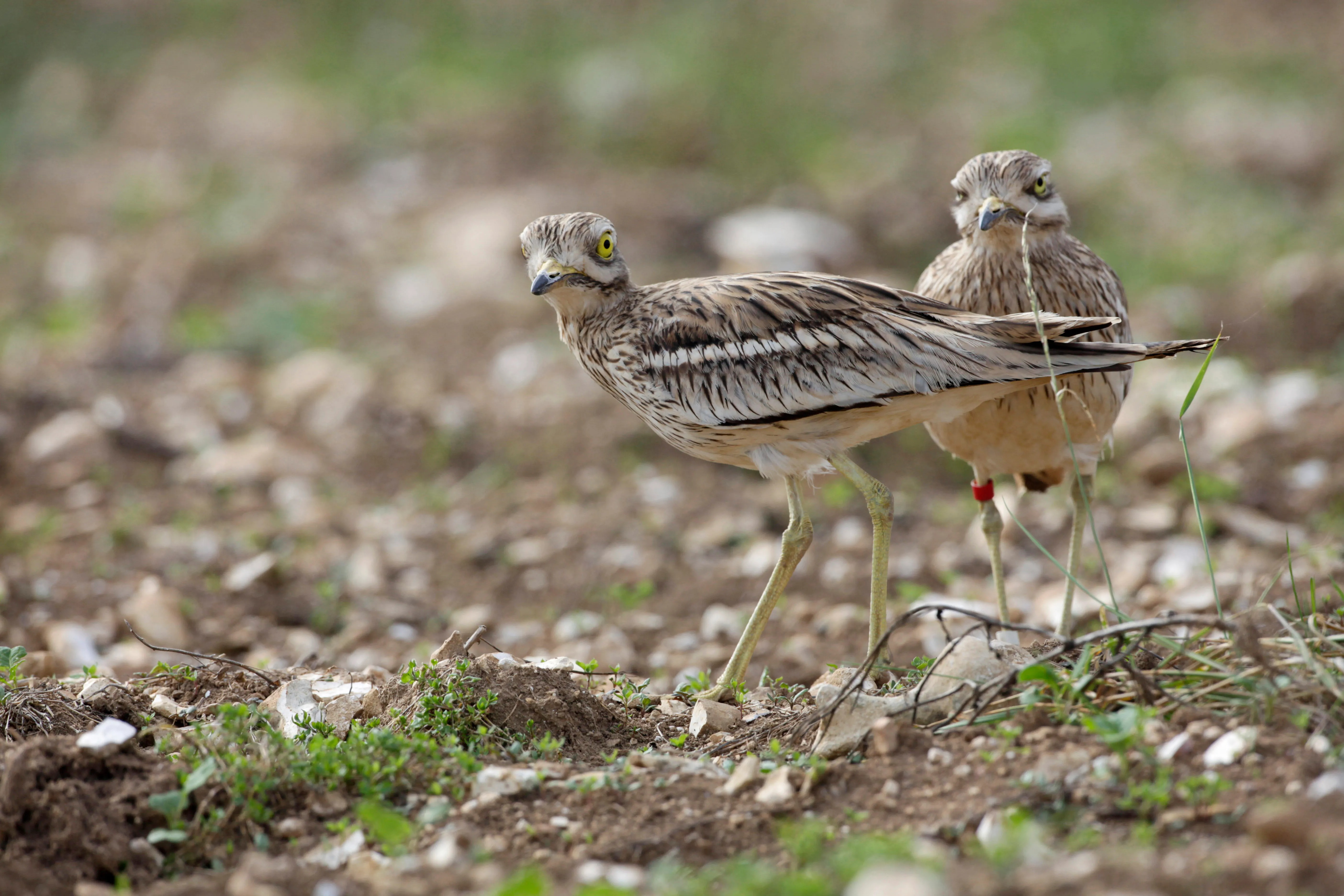 RSPB thumbnail