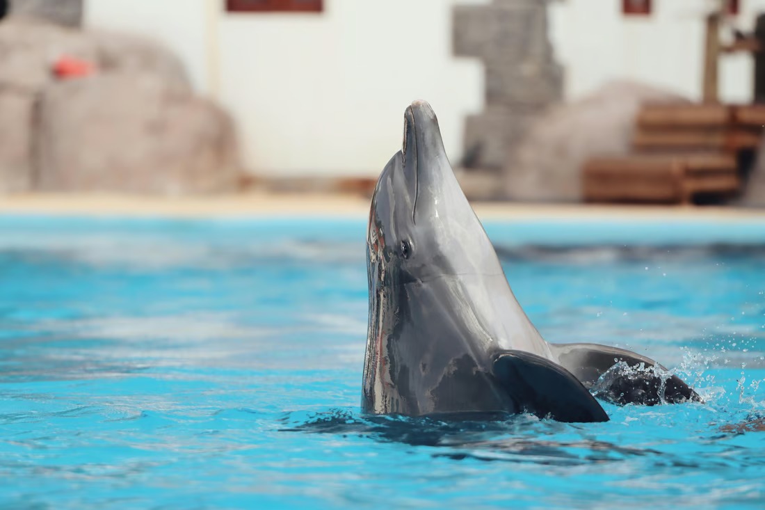 Tell TUI to stop profiting from cruelty thumbnail