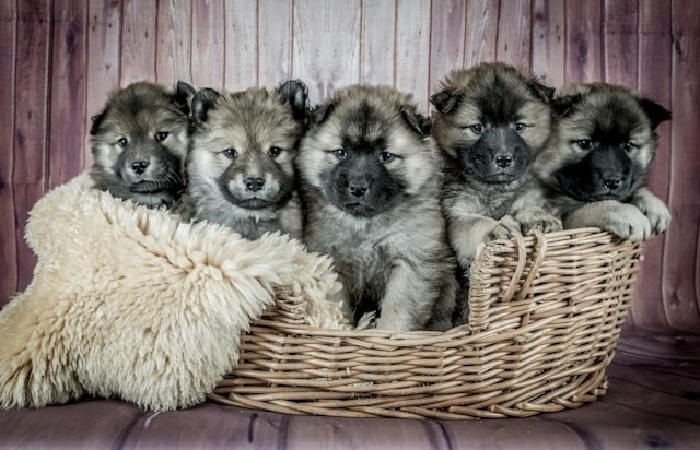 Stop the cruel puppy trade on social media thumbnail