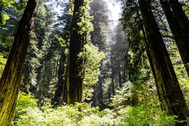 International Union for Conservation of Nature and Natural Resources thumbnail