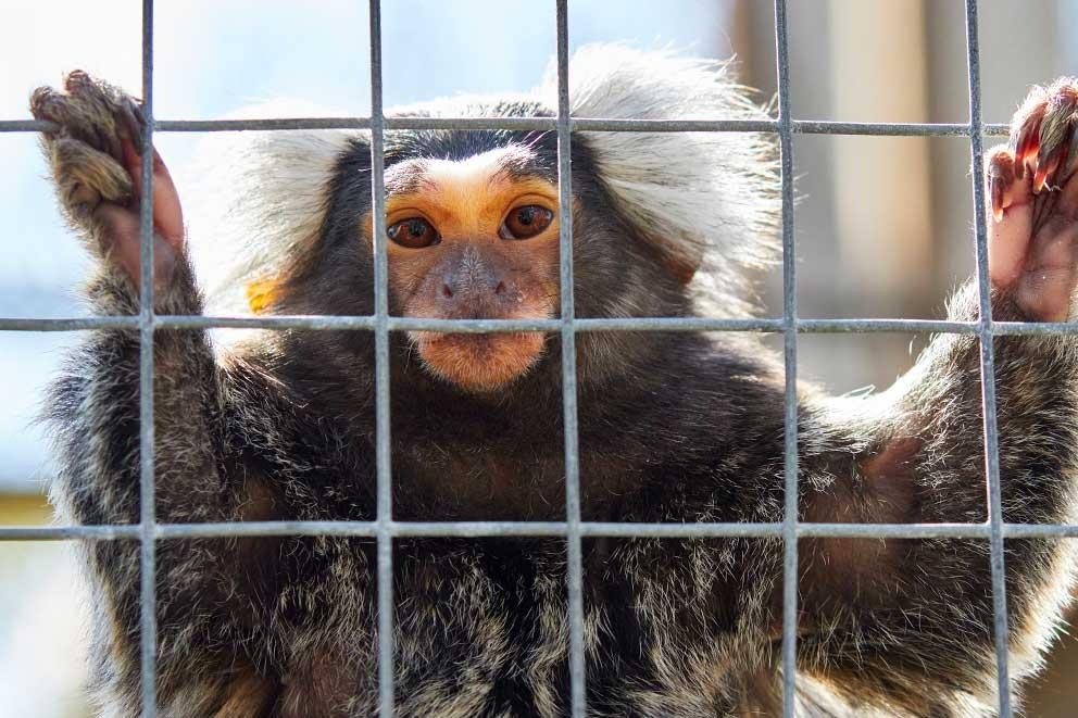 Phase out lab animals thumbnail