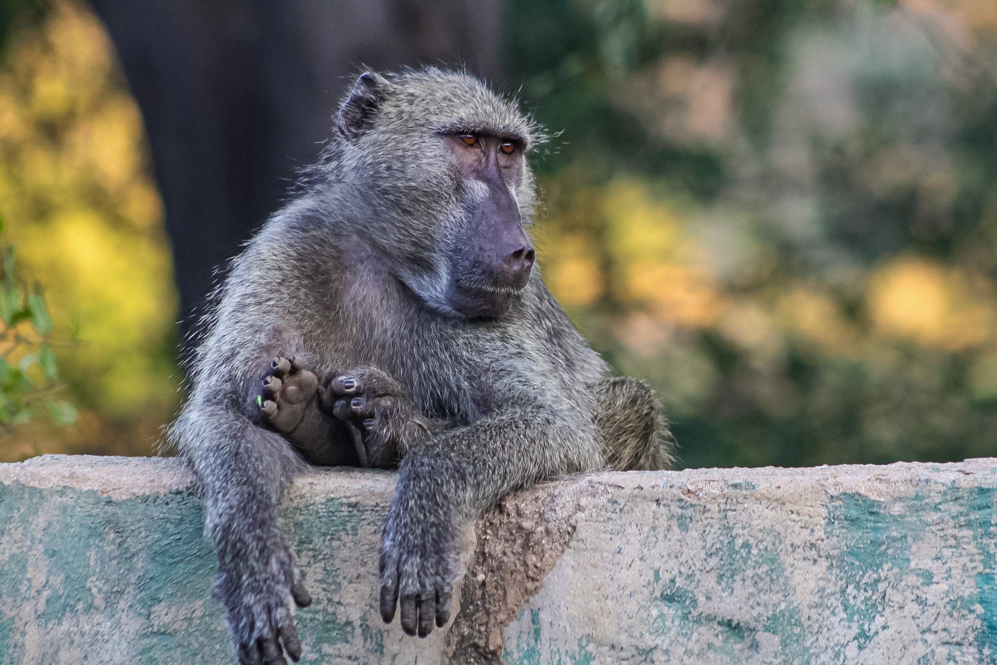 ORCID - Anna Short thumbnail