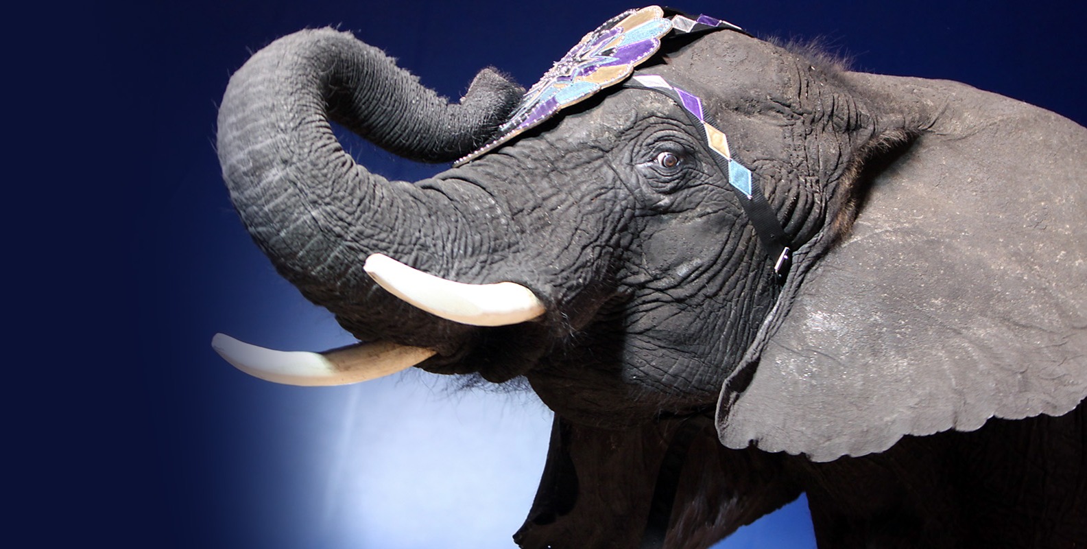 Urge Shriners International to adopt an animal-free circus policy thumbnail