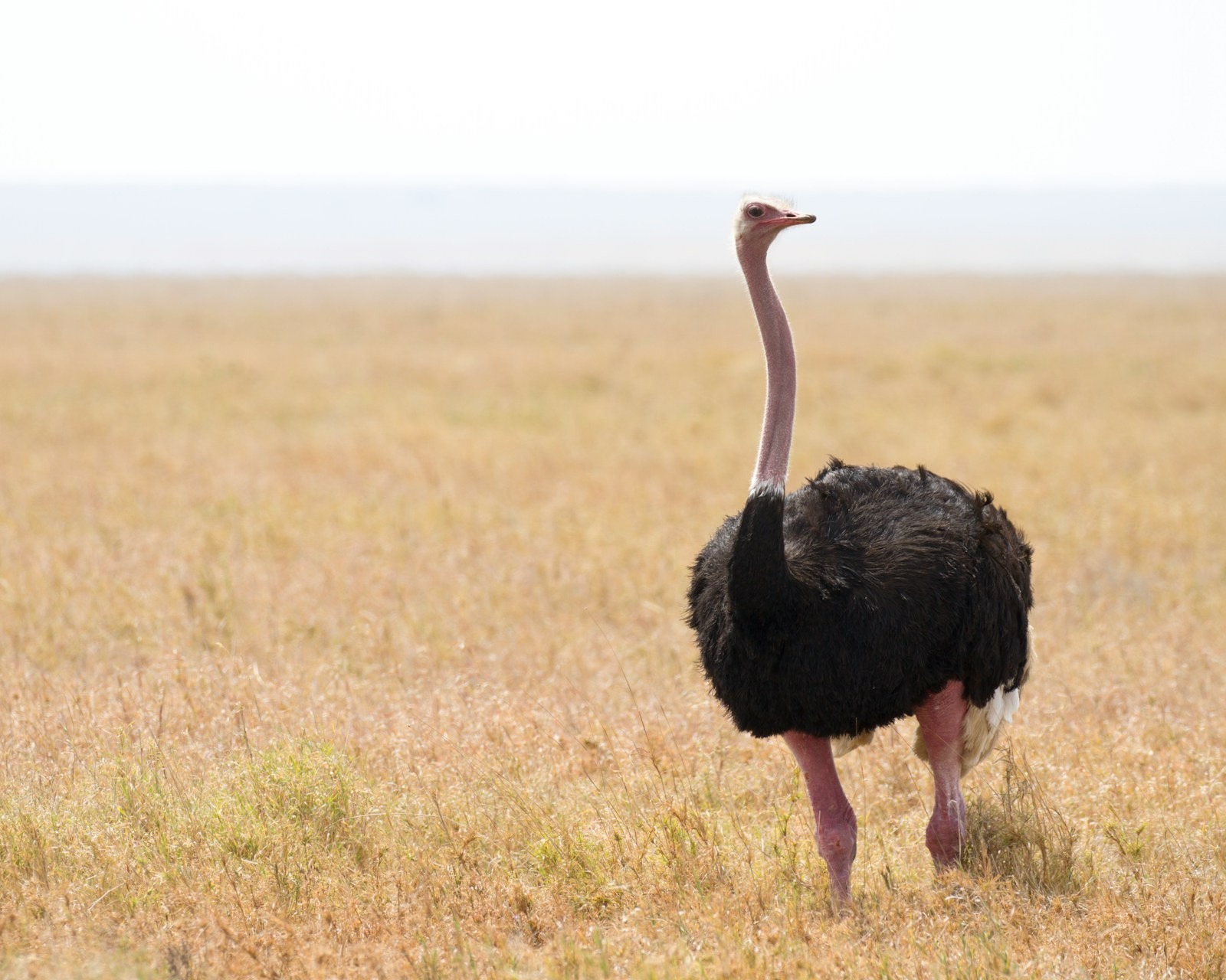 It is time for London Fashion Week to ban wild bird feathers thumbnail
